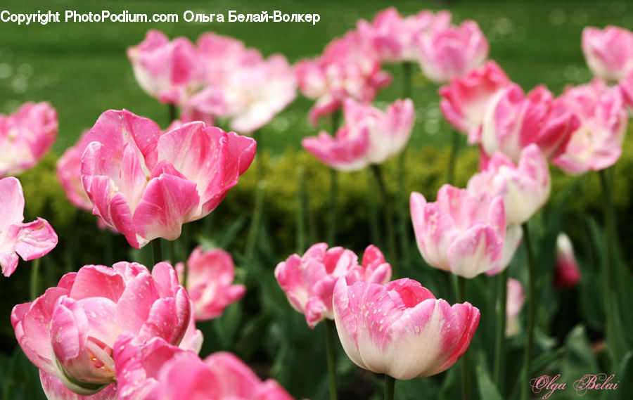 Blossom, Flora, Flower, Plant, Tulip, Carnation