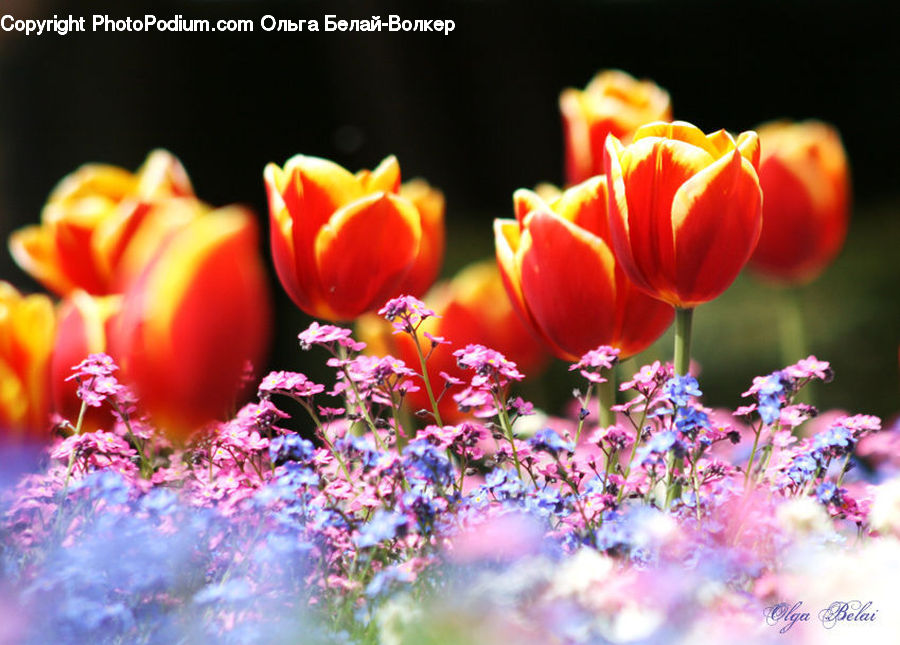Blossom, Flora, Flower, Plant, Tulip, Cherry Blossom, Lilac