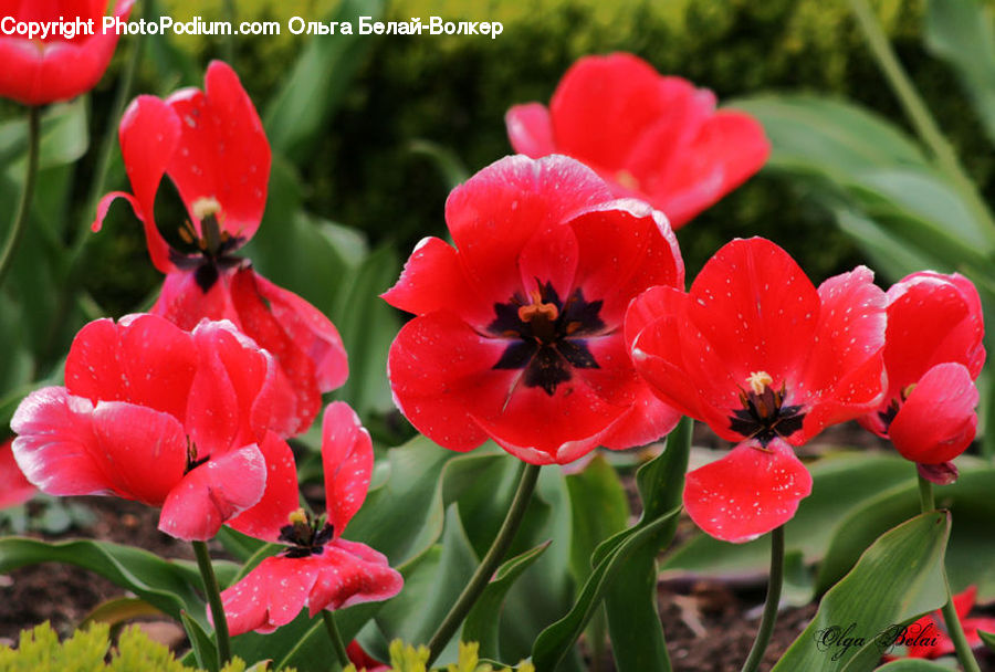 Blossom, Flora, Flower, Plant, Tulip, Geranium, Gladiolus