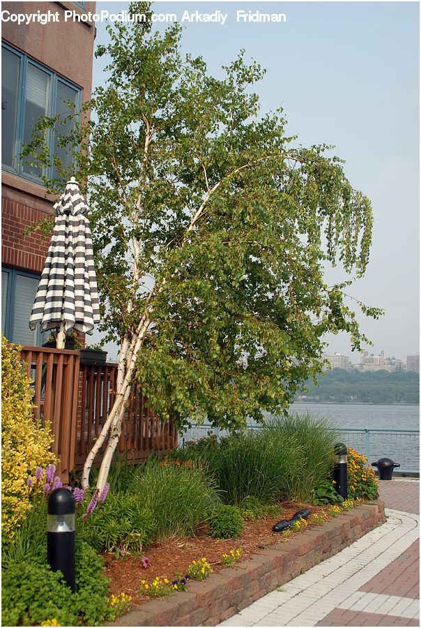 Plant, Potted Plant, Balcony, Backyard, Yard, Tree, Oak