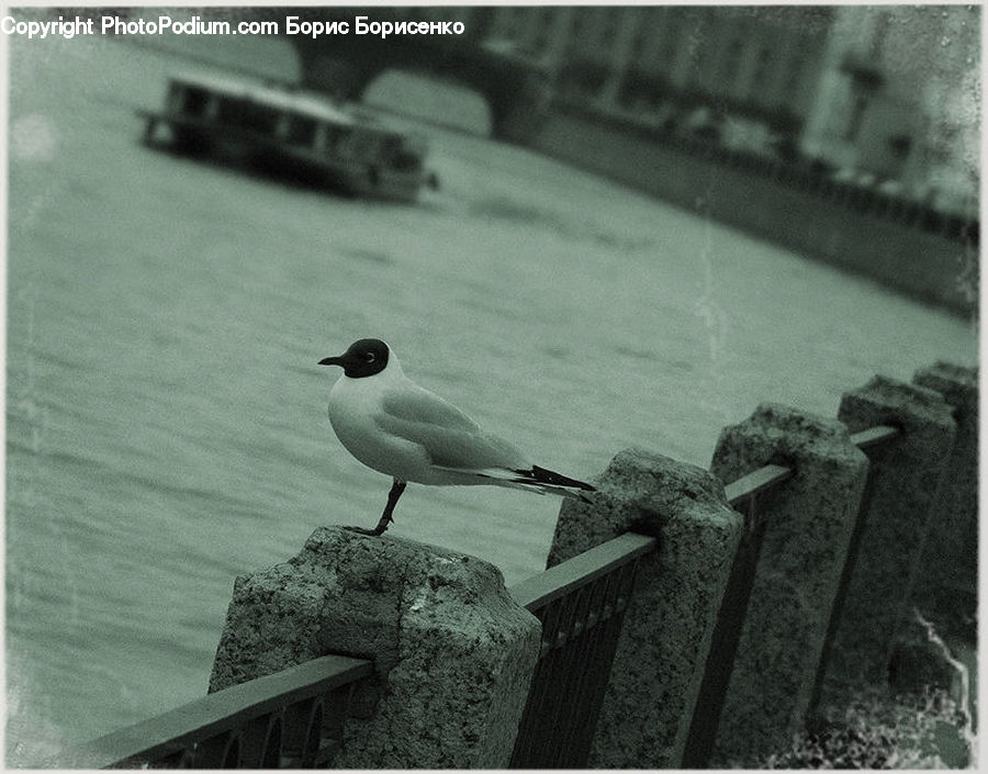 Bird, Seagull, Coast, Outdoors, Sea, Water