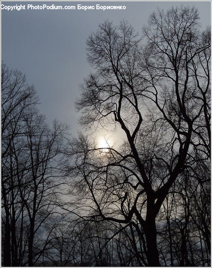 Plant, Tree, Silhouette, Oak, Wood, Flare, Light