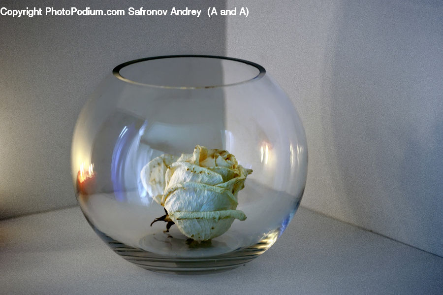 Glass, Goblet, Dish, Food, Plate, Garlic, Plant