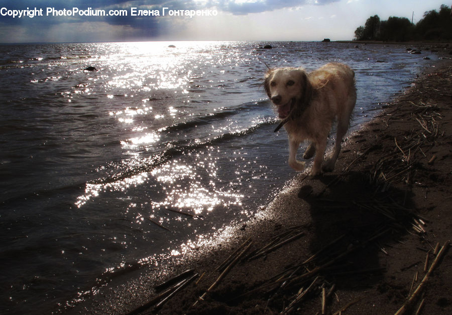 Animal, Canine, Dog, Golden Retriever, Mammal, Pet, Cocker Spaniel