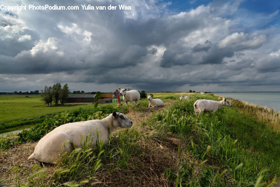 Field, Grass, Grassland, Land, Outdoors, Landscape, Nature