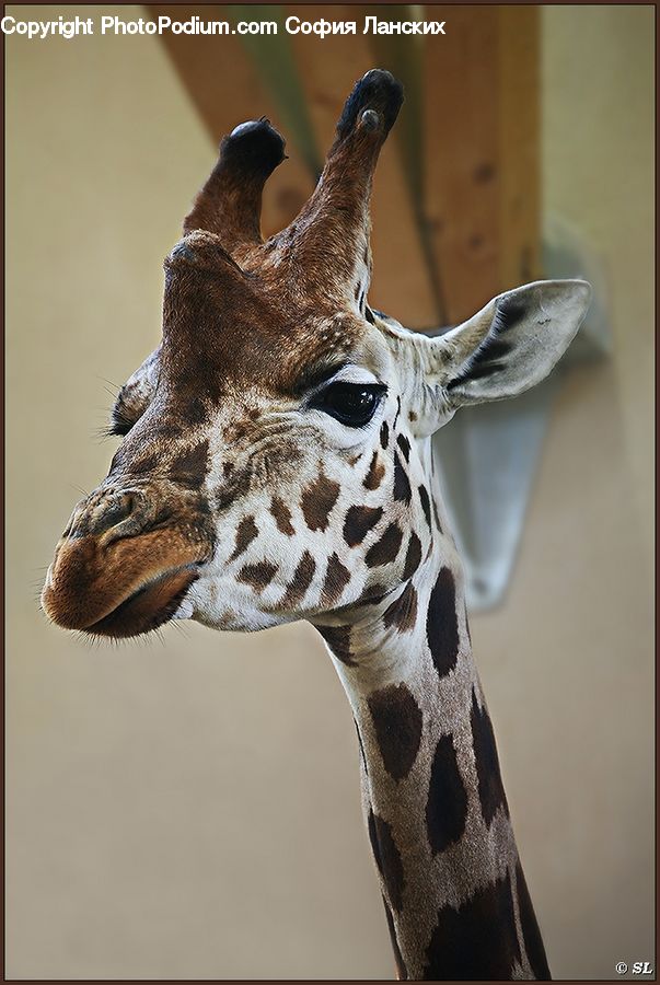 Animal, Giraffe, Mammal, Bird, Grouse