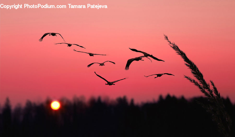 Bird, Crane Bird, Heron, Stork, Silhouette, Dusk, Outdoors