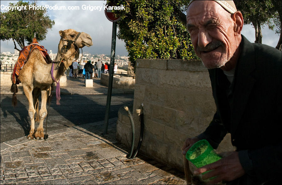 People, Person, Human, Animal, Camel, Mammal, Plant