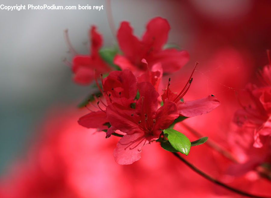Blossom, Flora, Flower, Geranium, Plant, Cherry Blossom, Petal