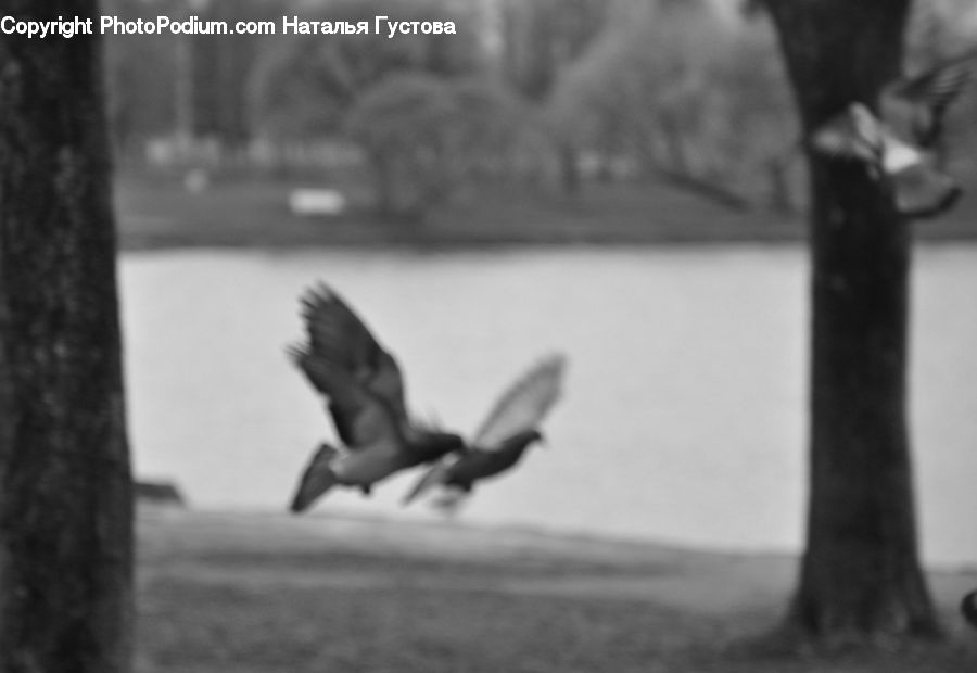 Bird, Pigeon, Hug, Kiss, Dance, Dance Pose, Outdoors