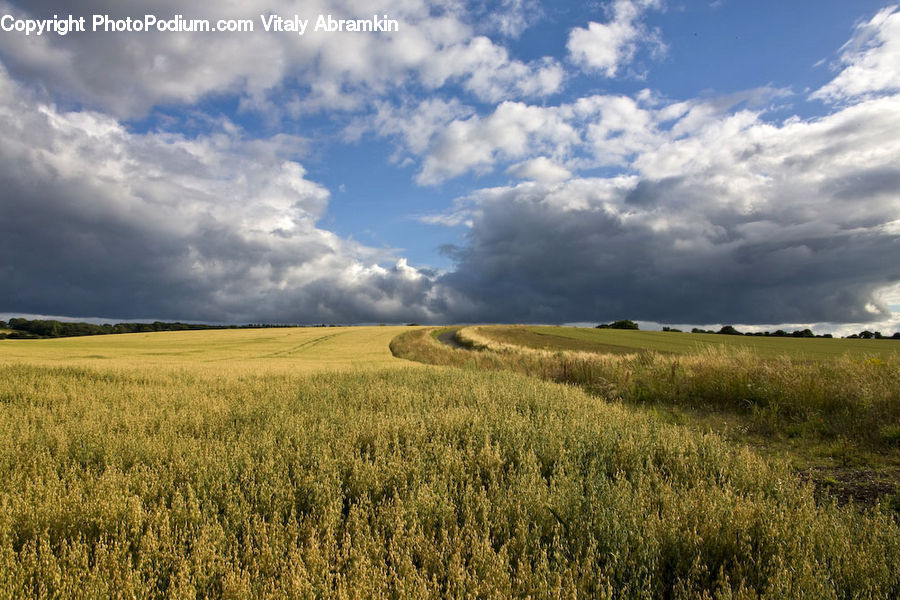 Field, Grass, Grassland, Land, Outdoors, Grain, Wheat