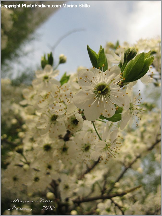 Blossom, Flora, Flower, Plant, Weed, Cherry Blossom, Daisies