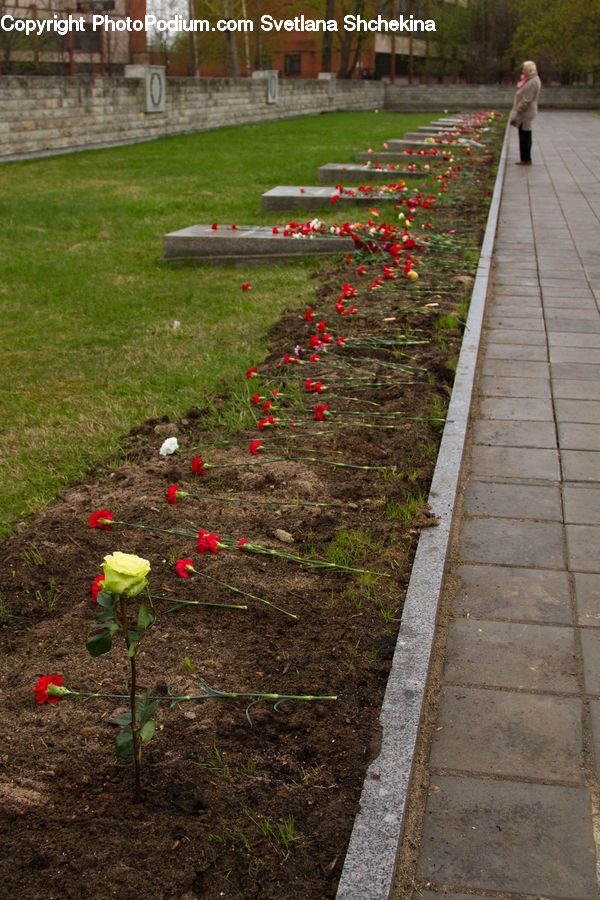 Soil, Tomb, Blossom, Flora, Flower, Plant, Tulip