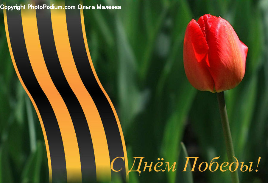 Blossom, Flora, Flower, Plant, Tulip, Light, Field