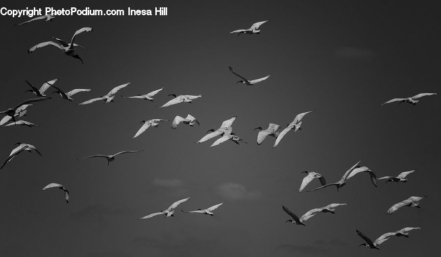 Bird, Seagull, Flying