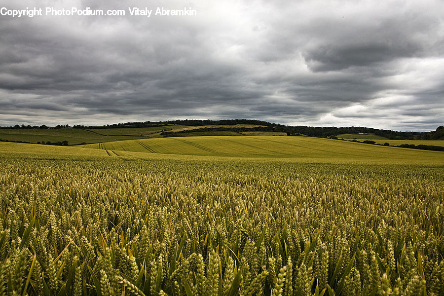 Grain, Wheat, Field, Grass, Plant, Grassland
