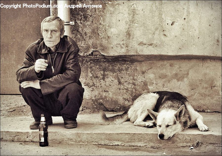 Human, Dog