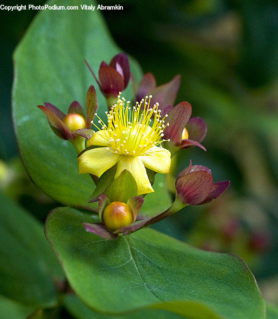 Blossom, Flora, Flower, Plant, Petal, Dahlia, Orchid