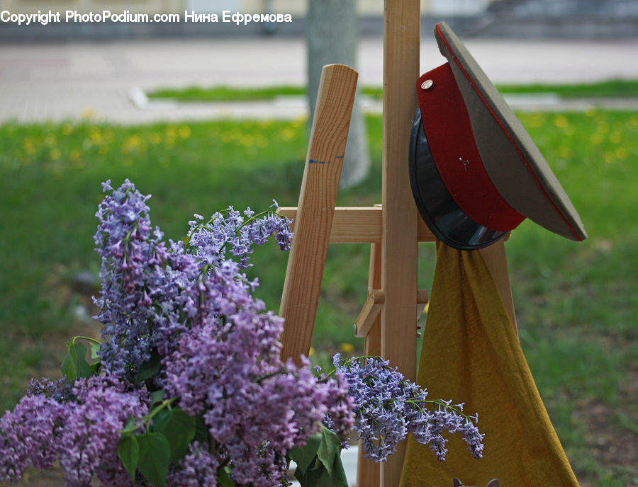 Blossom, Flower, Lilac, Plant, Potted Plant, Flora, Lavender