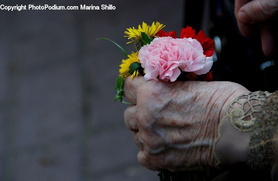 People, Person, Human, Plant, Potted Plant, Hand, Wrist
