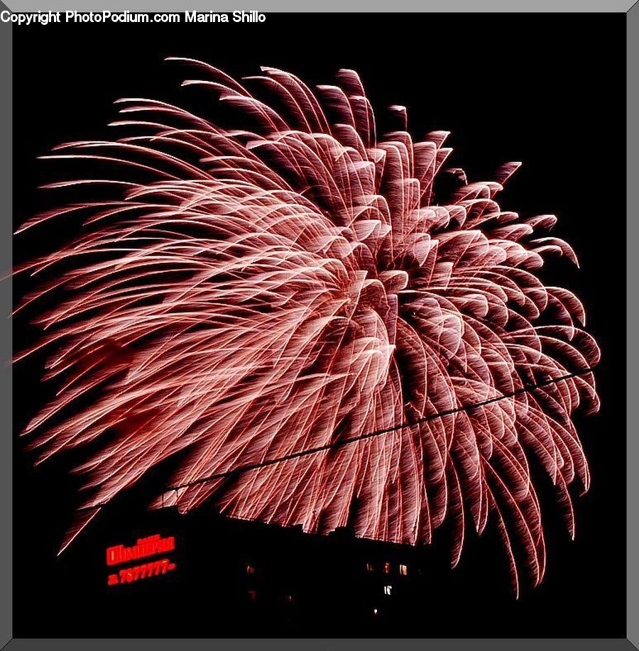 Fireworks, Night, Plant, Blossom, Flora, Flower