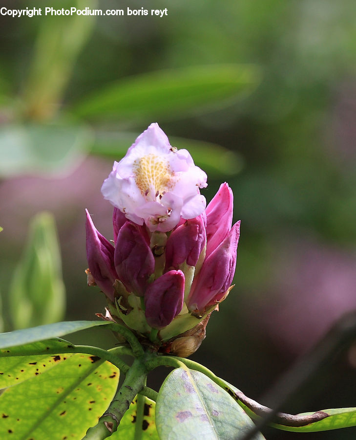 Blossom, Flora, Flower, Plant, Dahlia