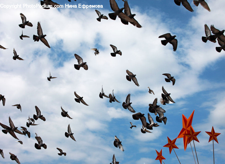 Flock, Bird, Kite Bird, Swallow, Goose, Waterfowl, Flying