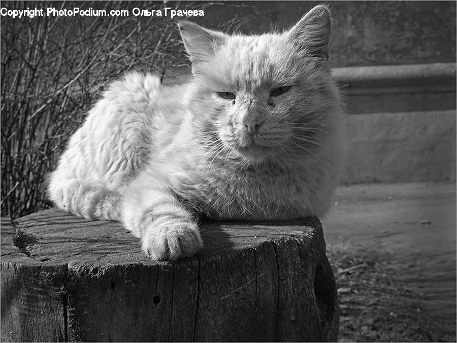 Animal, Chair, Furniture