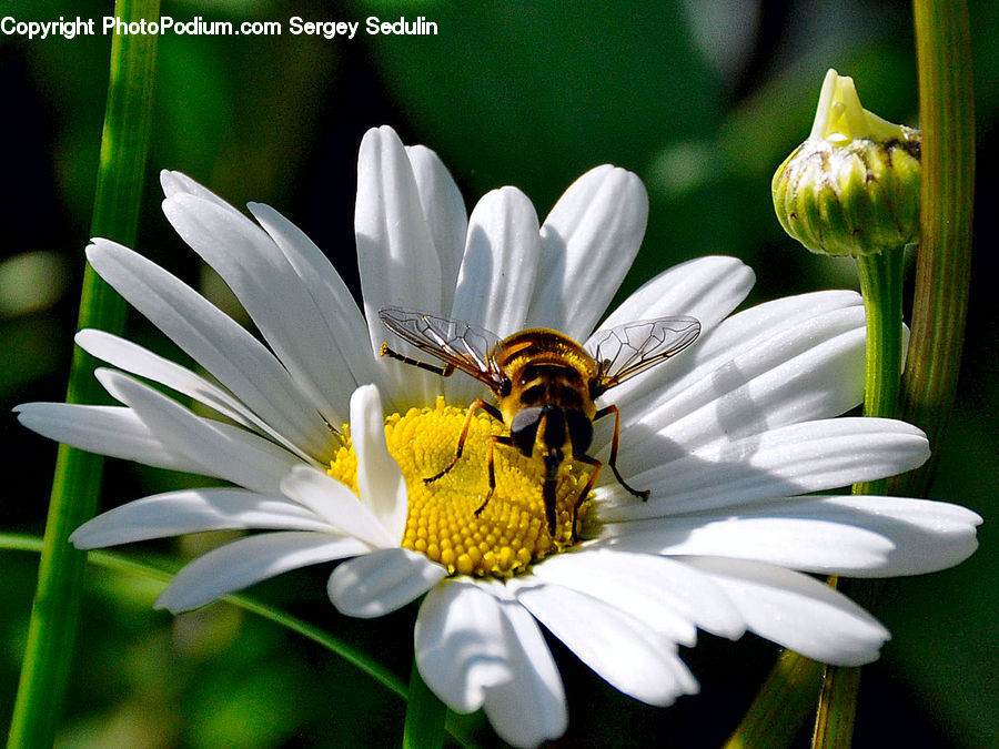 Bee, Insect, Invertebrate, Flora, Pollen, Asteraceae, Blossom