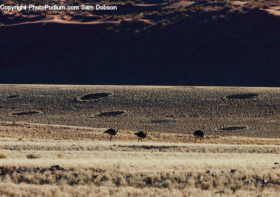 Field, Grass, Grassland, Land, Outdoors, Desert, Soil