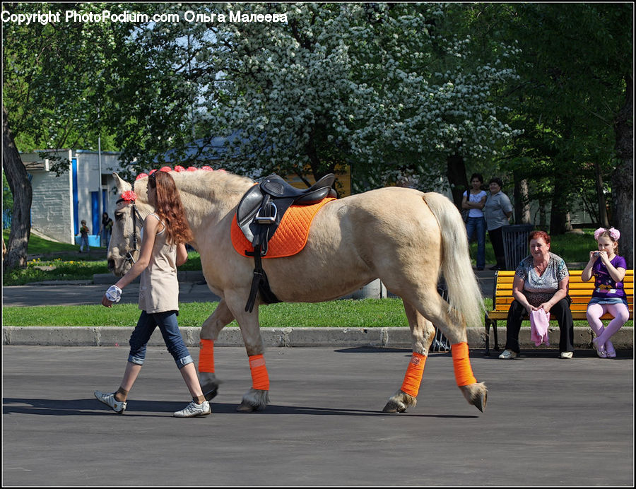 People, Person, Human, Bench, Animal, Equestrian, Horse