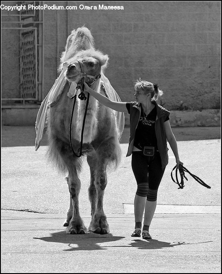 Human, People, Person, Animal, Horse, Mammal, Female