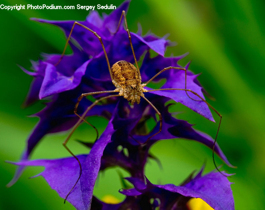 Insect, Invertebrate, Mosquito, Arachnid, Garden Spider, Spider, Bee