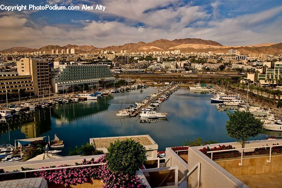 Plant, Potted Plant, Dock, Harbor, Landing, Marina, Port