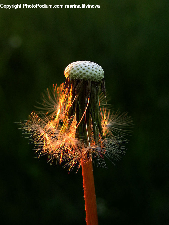 Conifer, Fir, Plant, Tree, Dandelion, Flower, Moss