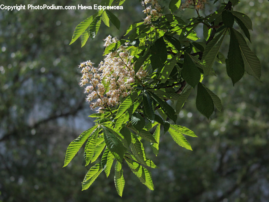 Conifer, Fir, Plant, Tree, Fern, Blossom, Flora