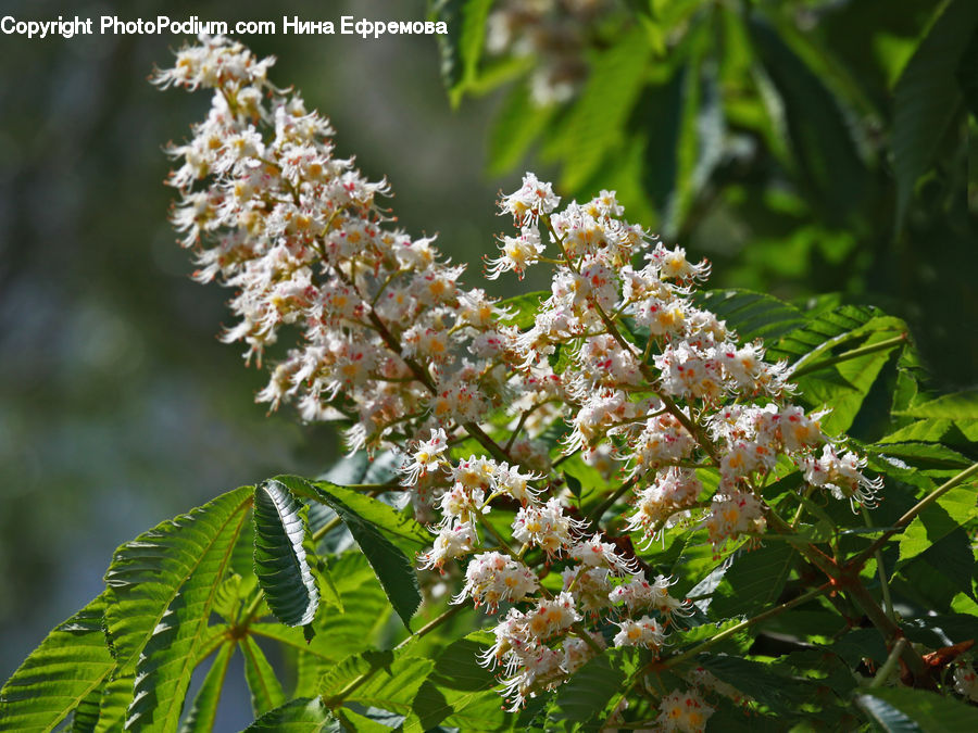 Blossom, Flora, Flower, Plant, Conifer, Fir, Tree