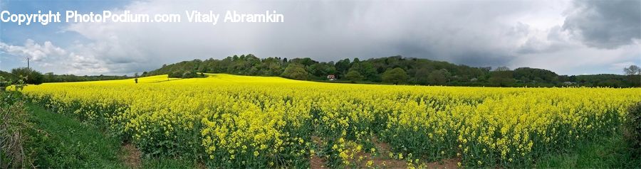 Field, Countryside, Outdoors, Blossom, Flora, Flower, Plant