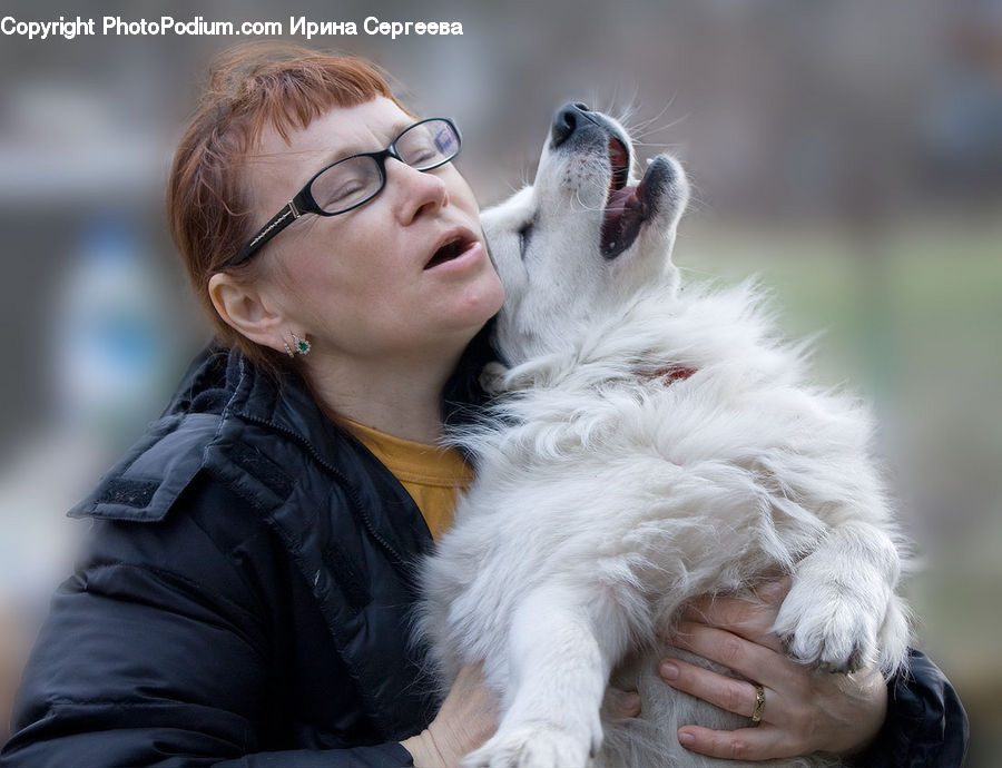 People, Person, Human, Animal, Canine, Chihuahua, Dog