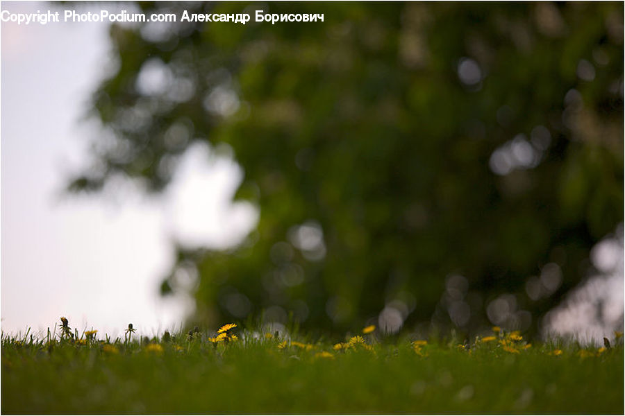 Field, Grass, Grassland, Plant, Moss, Algae, Conifer