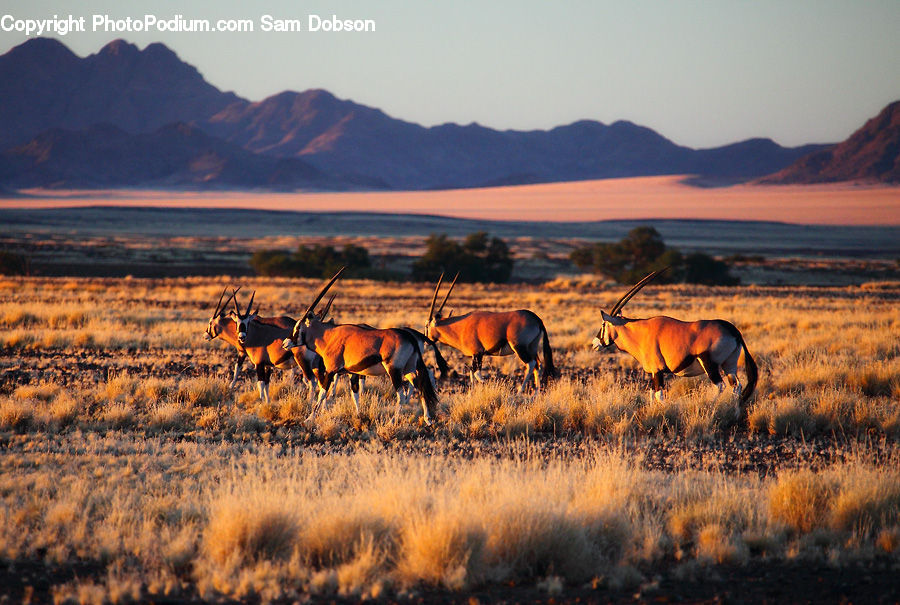 Antelope, Mammal, Field, Grass, Grassland, Land, Outdoors