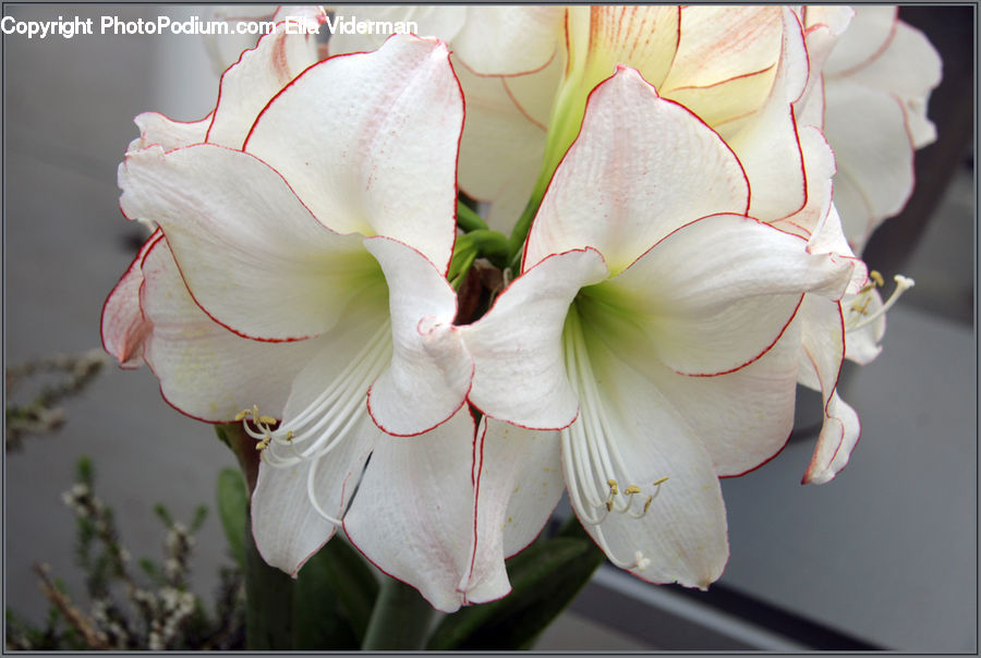 Flora, Flower, Gladiolus, Plant, Flower Arrangement, Flower Bouquet, Blossom