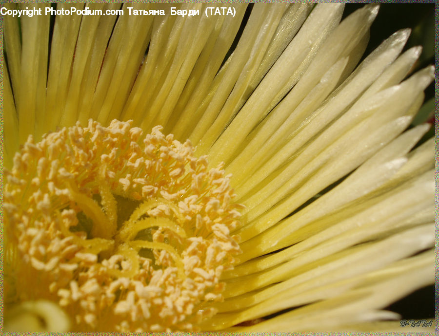 Dandelion, Flower, Plant, Blossom, Flora, Daisies, Daisy