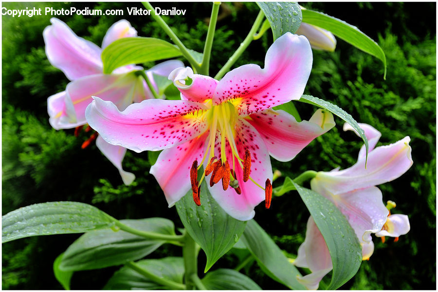 Flora, Flower, Lily, Plant, Blossom, Aquilegia, Geranium