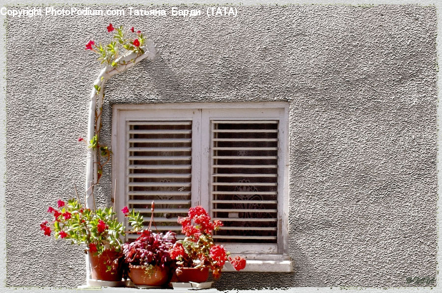 Plant, Potted Plant, Pot, Pottery, Fence, Wall, Shutter