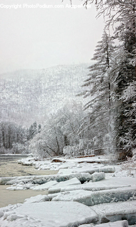 Frost, Ice, Outdoors, Snow, Forest, Vegetation, Plant