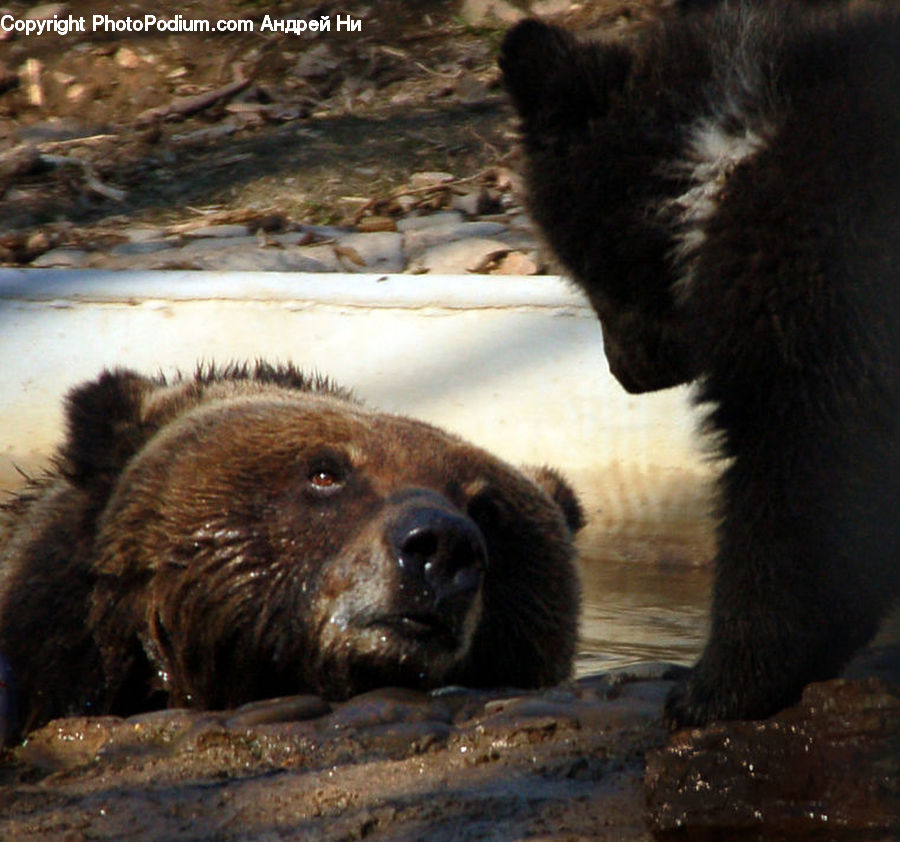 Animal, Bear, Brown Bear, Mammal, Black Bear