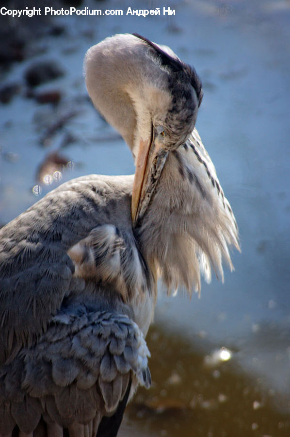 Bird, Booby, Ardeidae, Crane Bird, Heron, Stork, Waterfowl