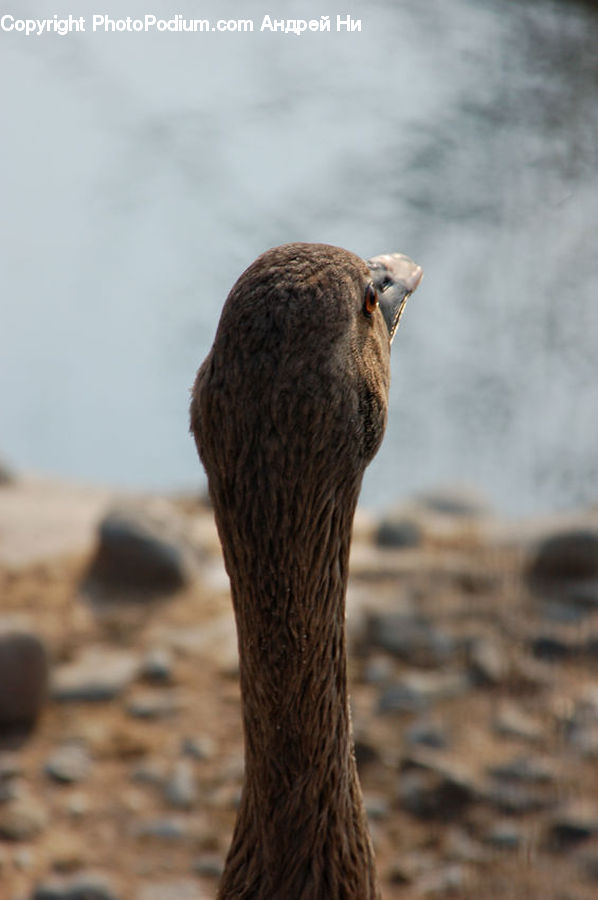 Bird, Booby, Goose, Waterfowl