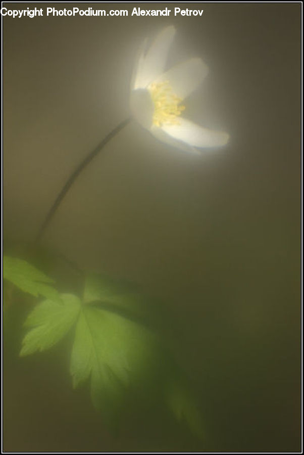Plant, Weed, Light, Blossom, Flora, Flower